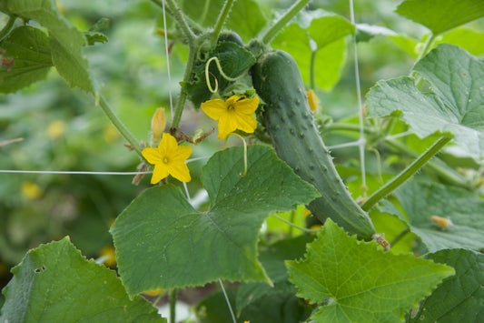 Why Regenerative Farming Produces More Nutrient-Dense, Antioxidant-Rich Food - Caney Fork Farms