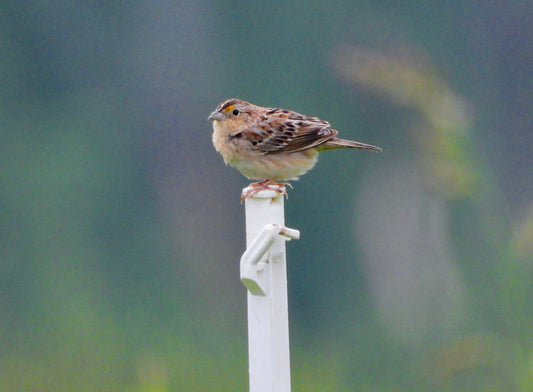 Grasshopper Sparrows and Bird Conservation on Working Lands in Middle Tennessee