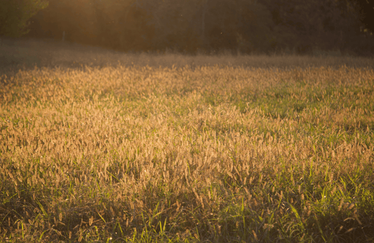The Vital Ecosystems of Grasslands - Caney Fork Farms