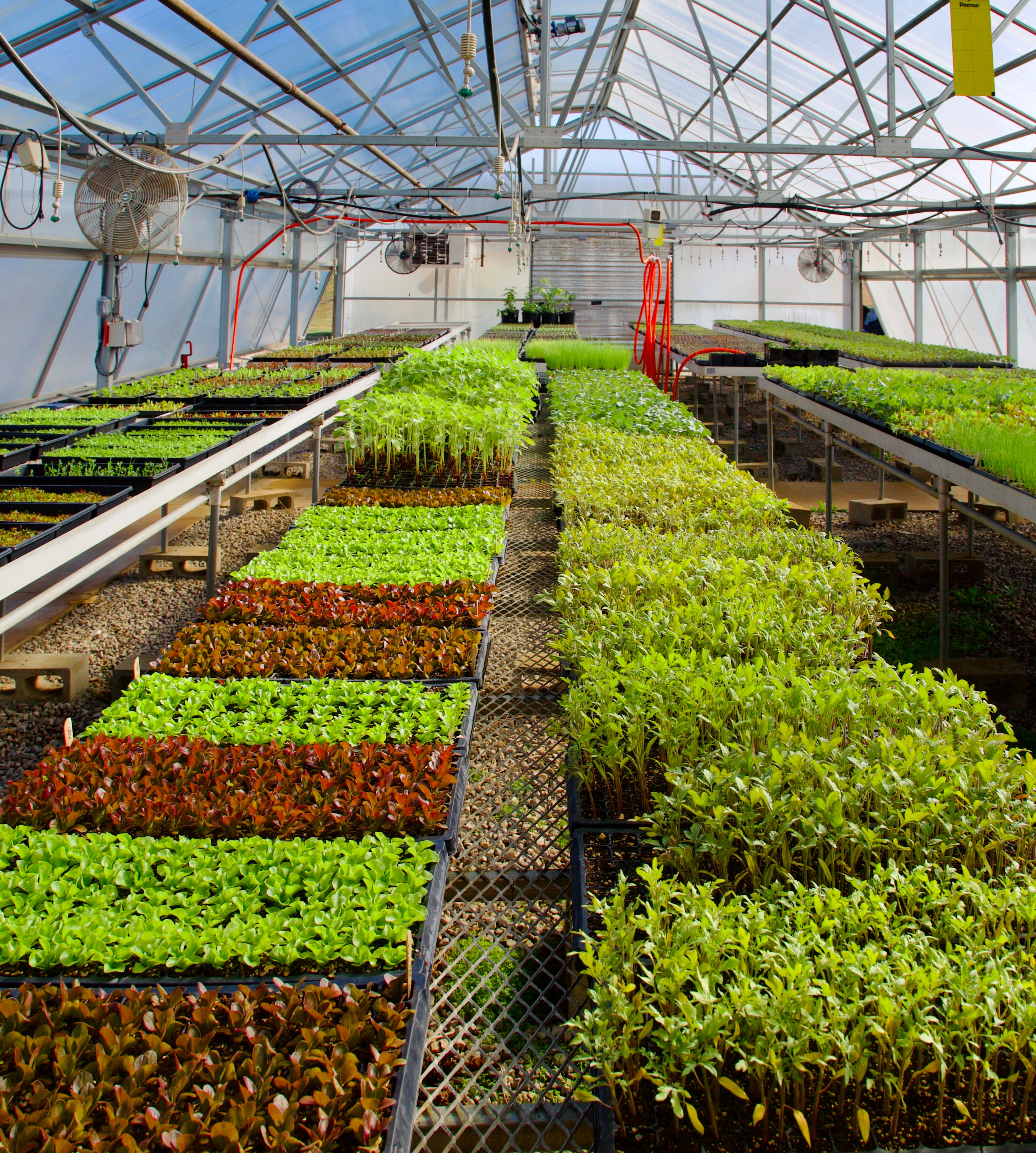 The Plants: Certified Organic Produce