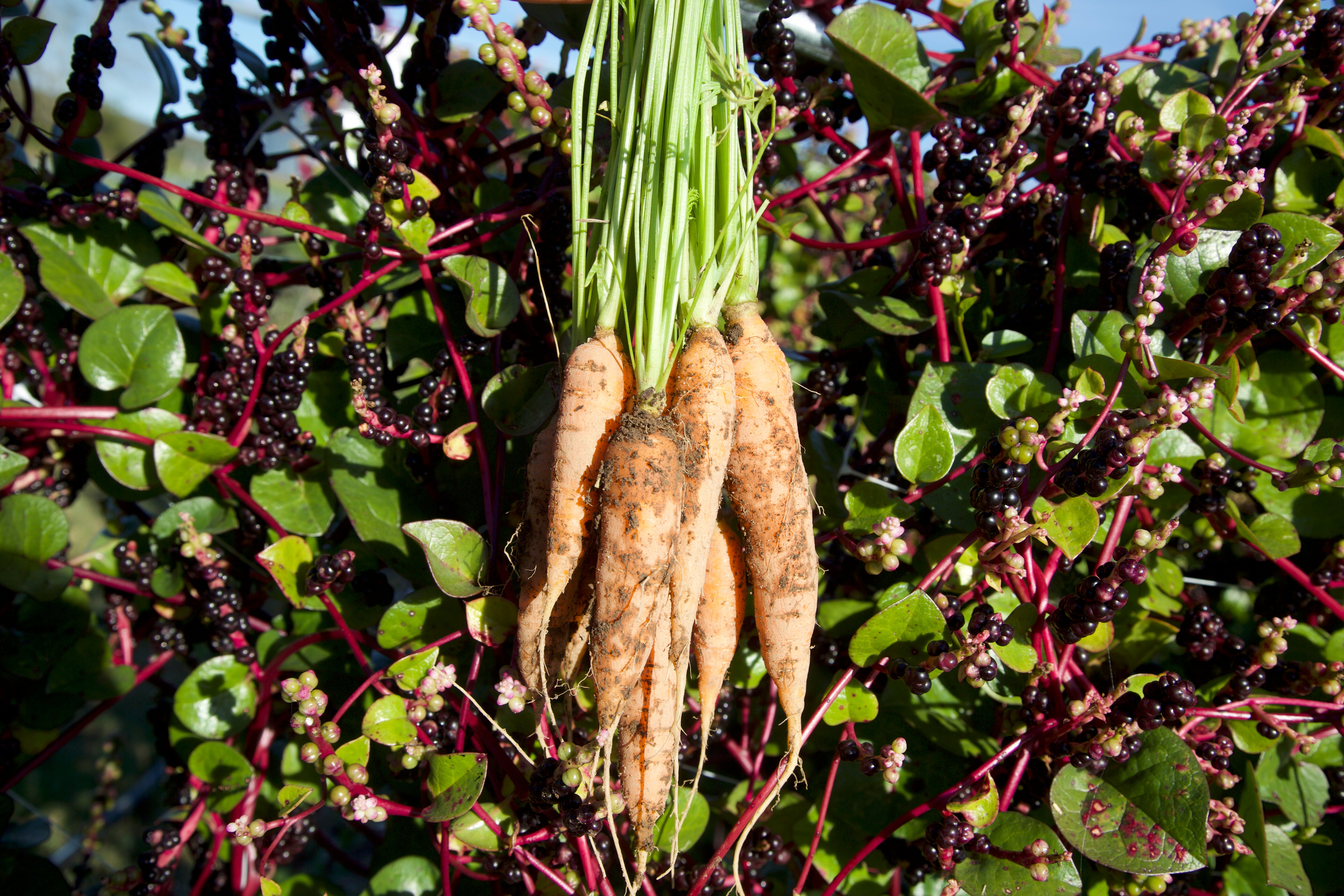 Caney Fork Farms Blog