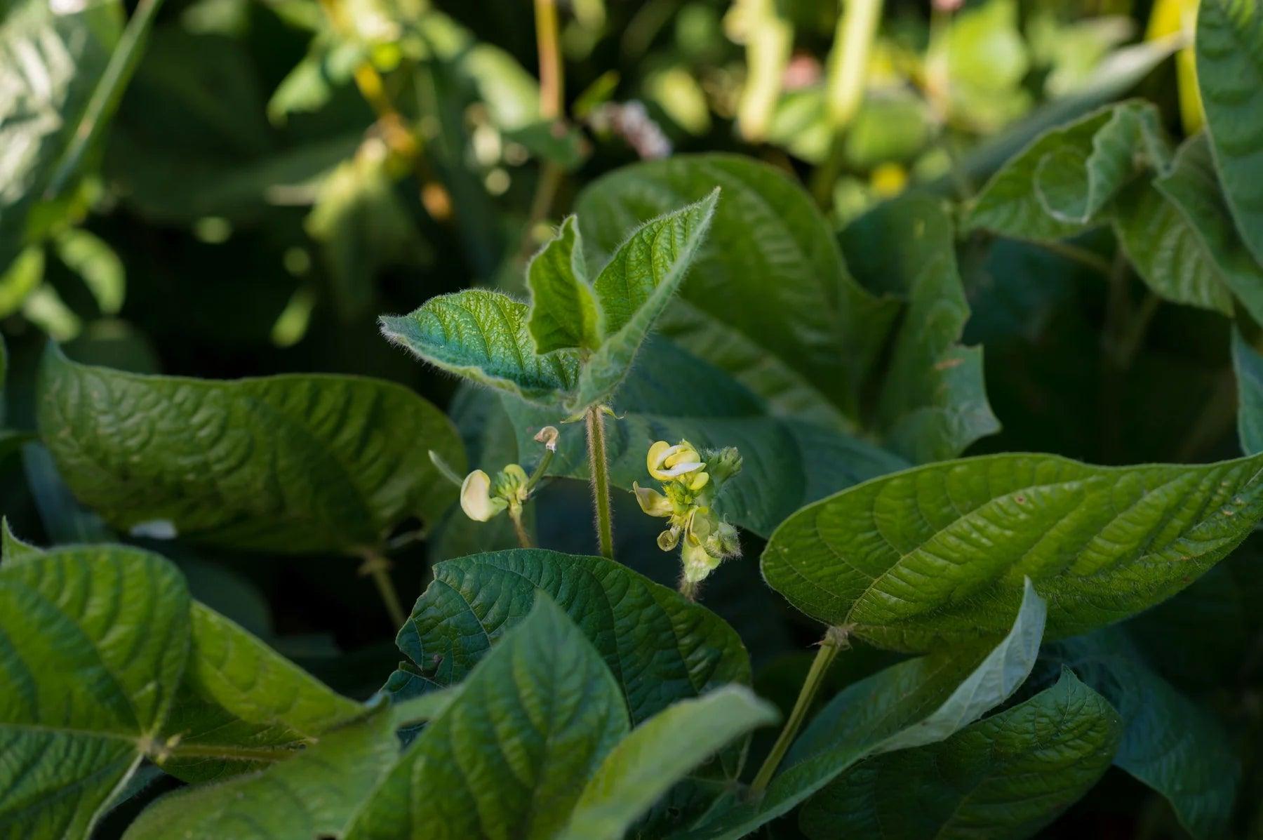 files/DCMungBeans_4_1800x1800_57fe0c6a-7565-4419-815b-deaf383513be.webp