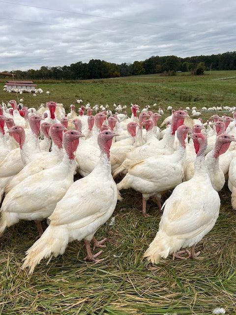 Pasture-Raised Turkey | Regeneratively Farmed & Nutrient-Rich - Caney Fork Farms