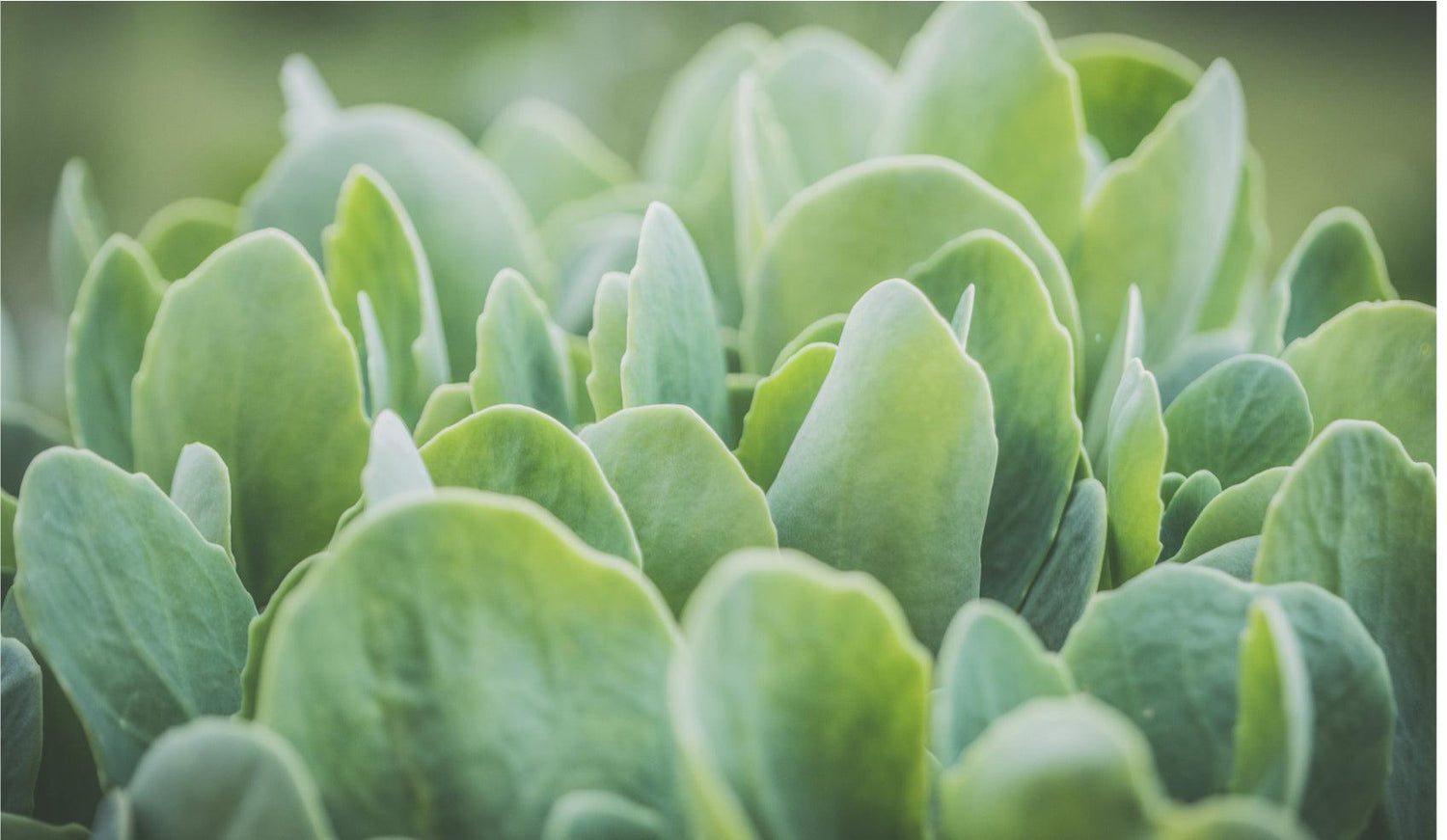 Clean Food For You And Your Family