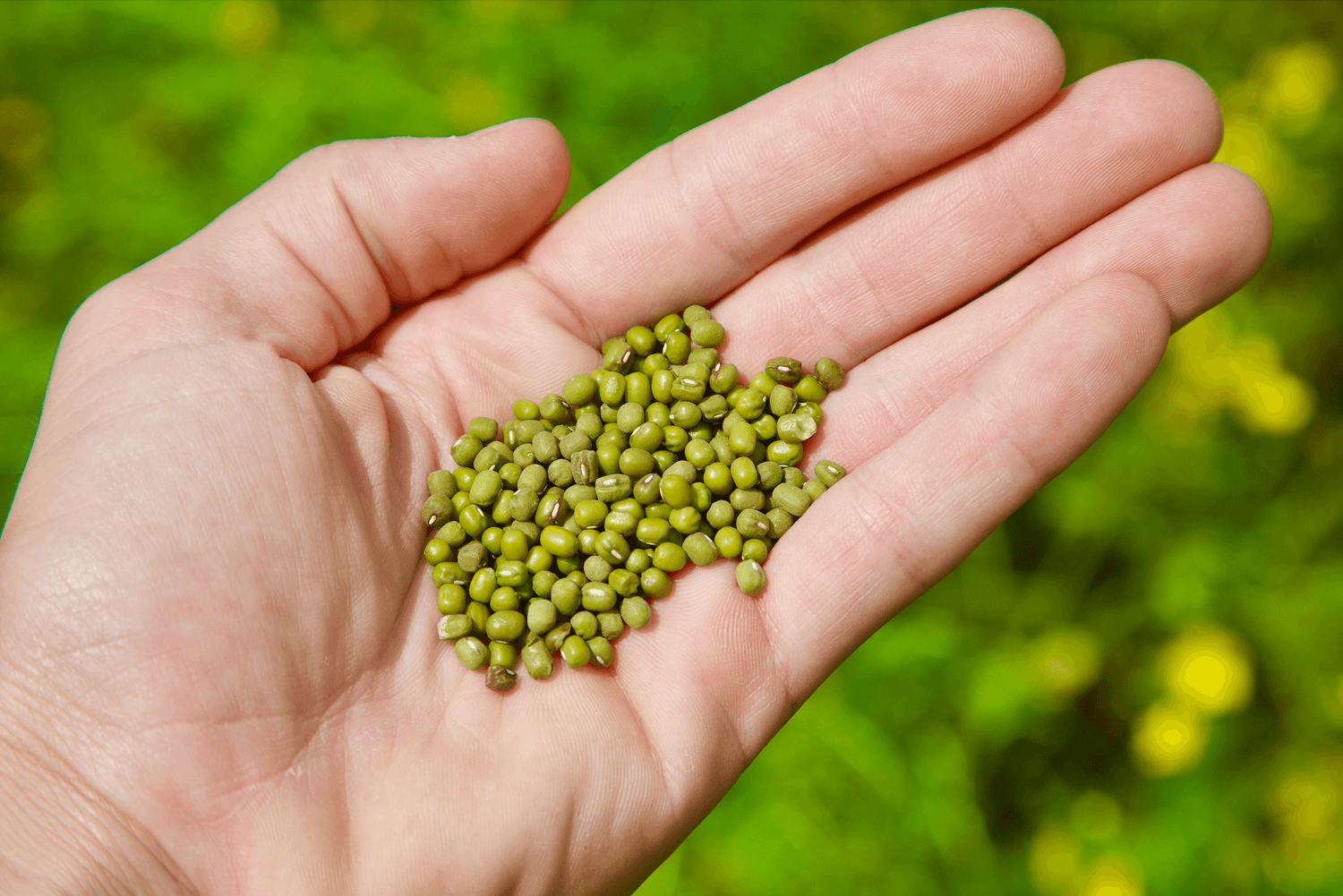 Mung Bean Trial In Tennessee Organic Growing Conditions