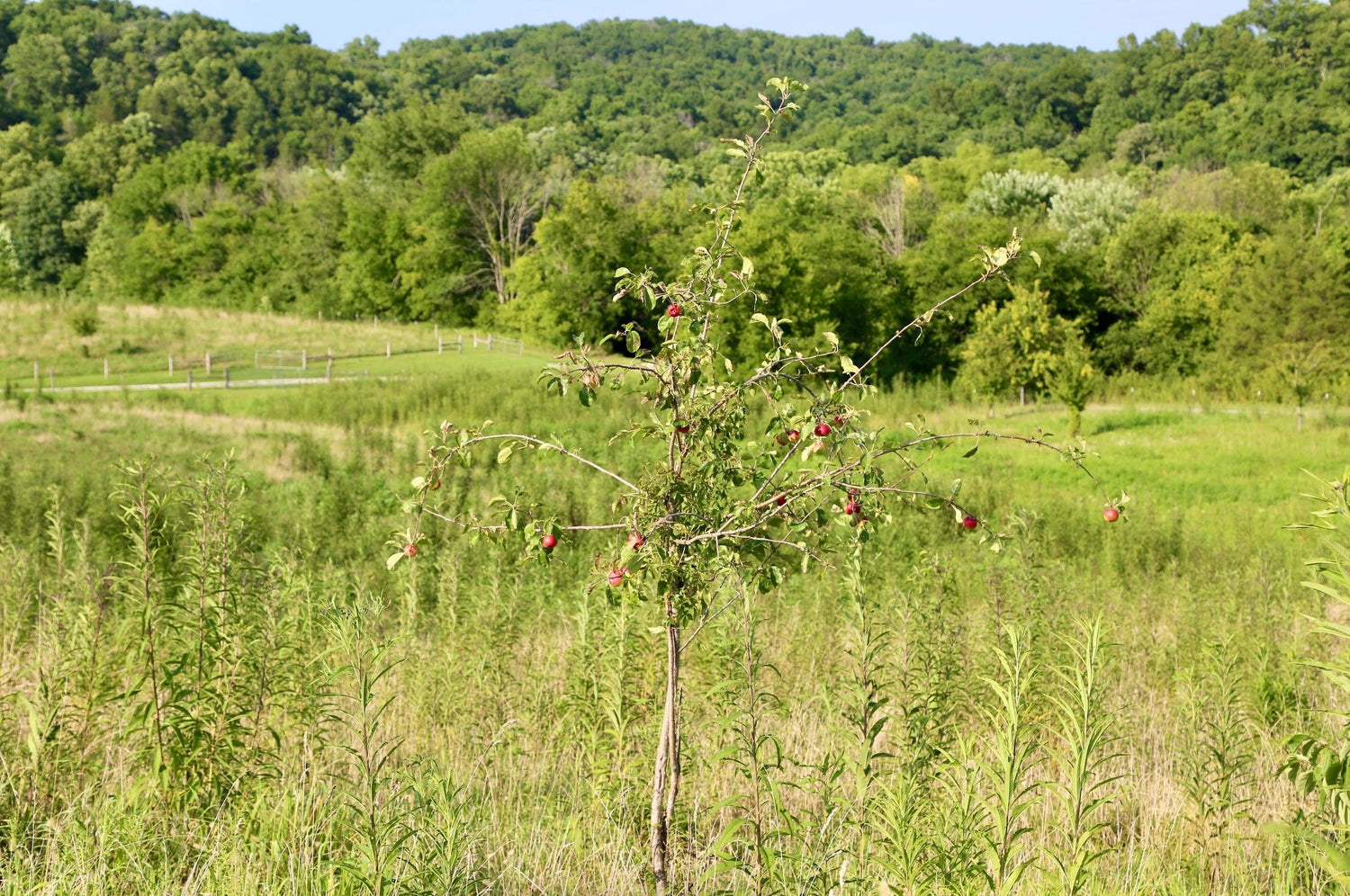 apple - Caney Fork Farms