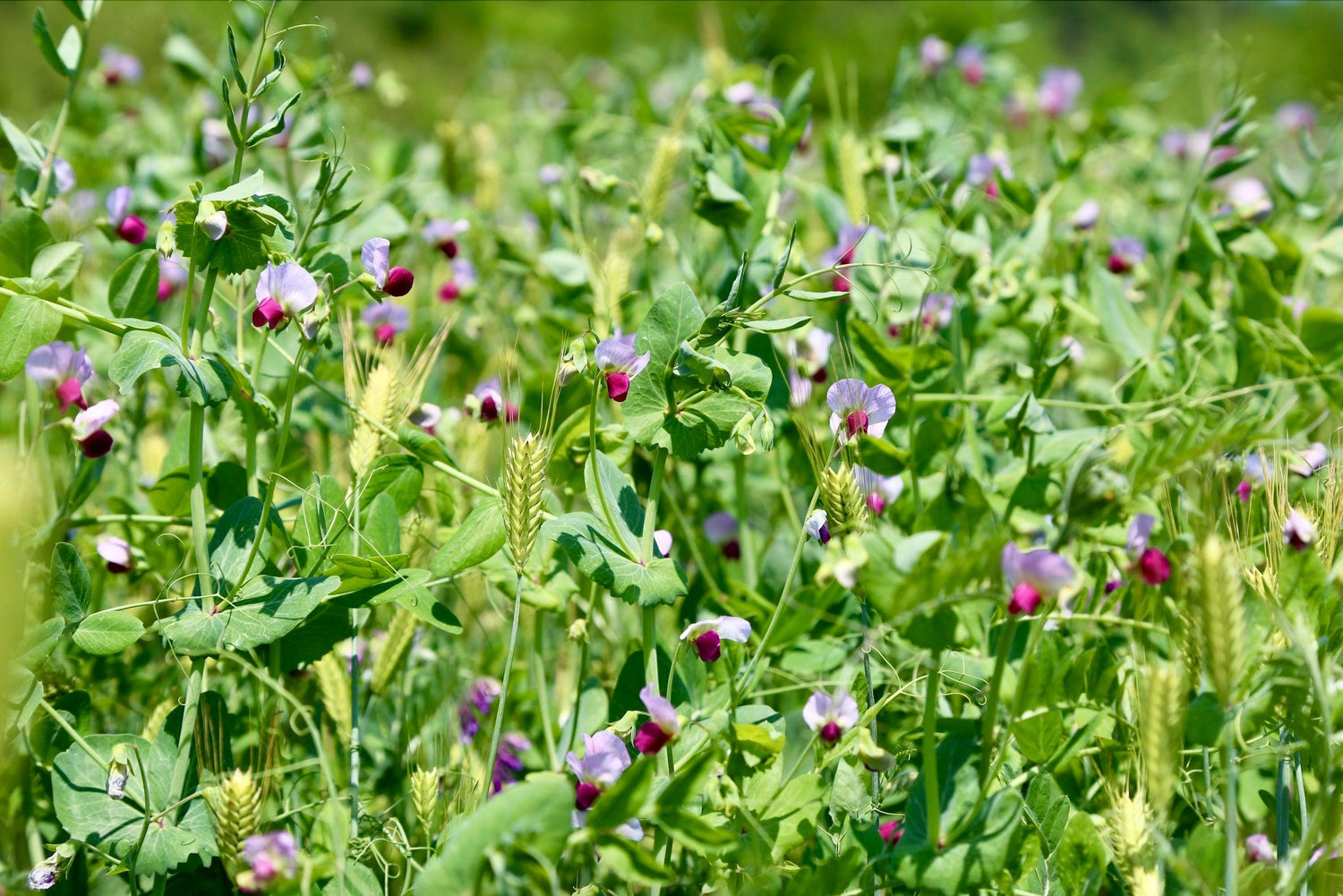 covercrop_7aee4676-8ad1-4a31-858f-e0df07854bf1 - Caney Fork Farms