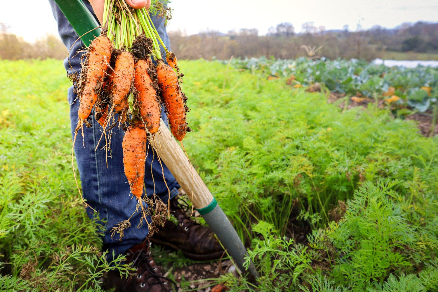 fresh organic carrots in middle TN CSA farm share near Nashville Cookeville Lebanon
