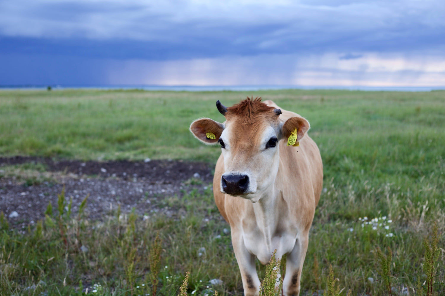 Multi-species Grazing