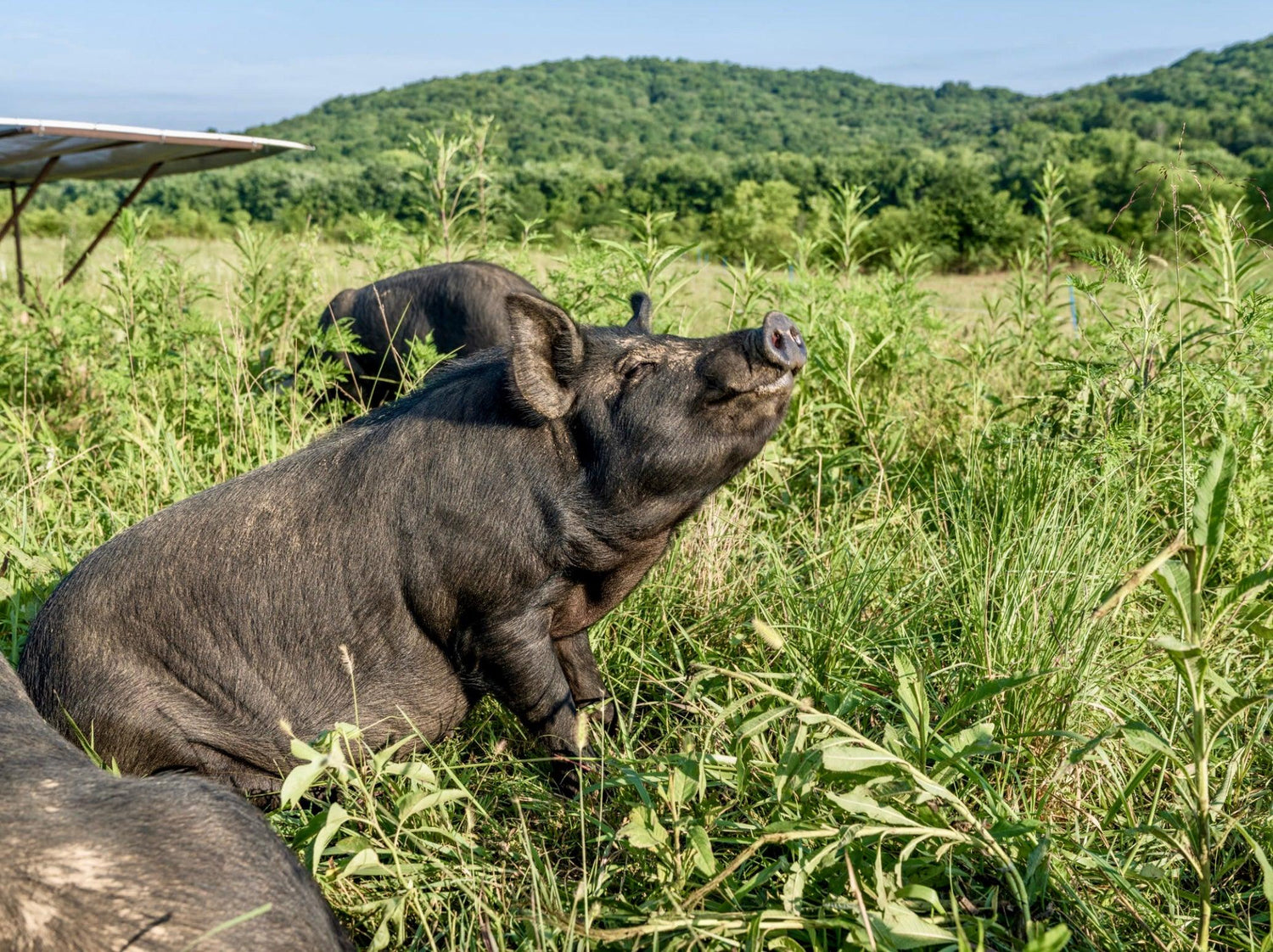 Mulefoot & Old Spot Pigs