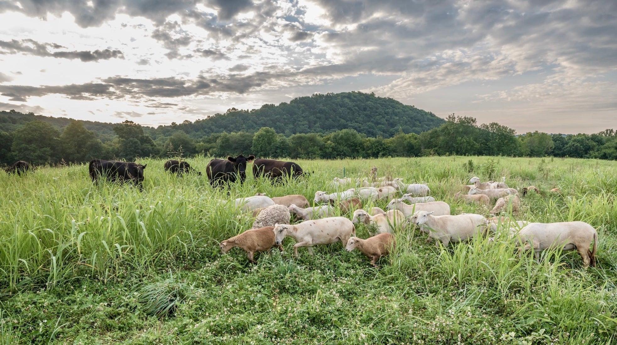 Regeneratively Raised in Middle Tennessee