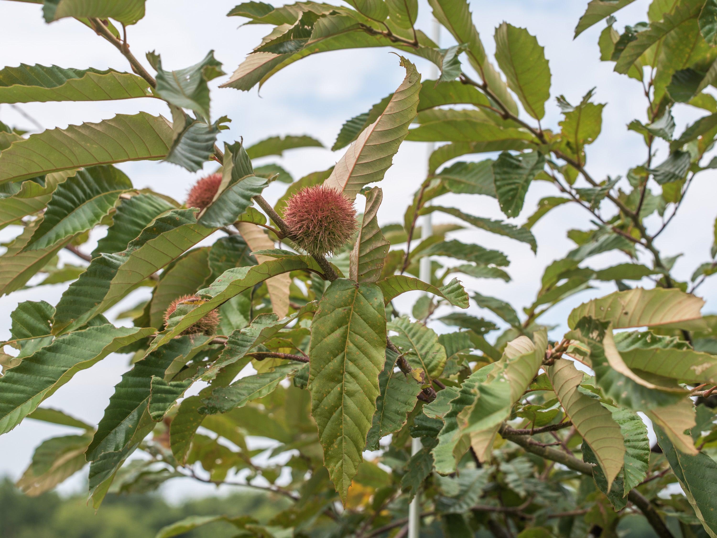 Agroforestry