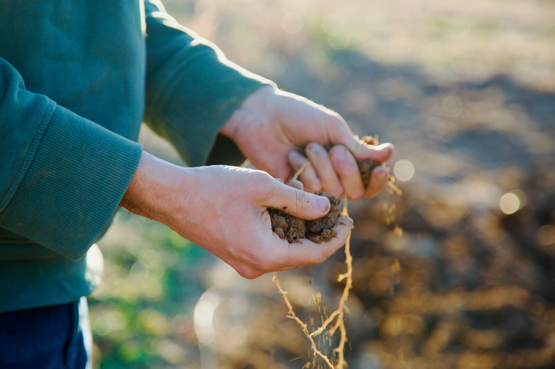 Farming with the Future in Mind: How Carbon Farming Tackles Climate and Soil Health