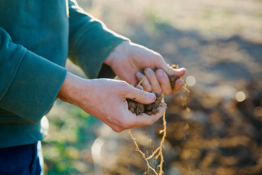 Farming with the Future in Mind: How Carbon Farming Tackles Climate and Soil Health
