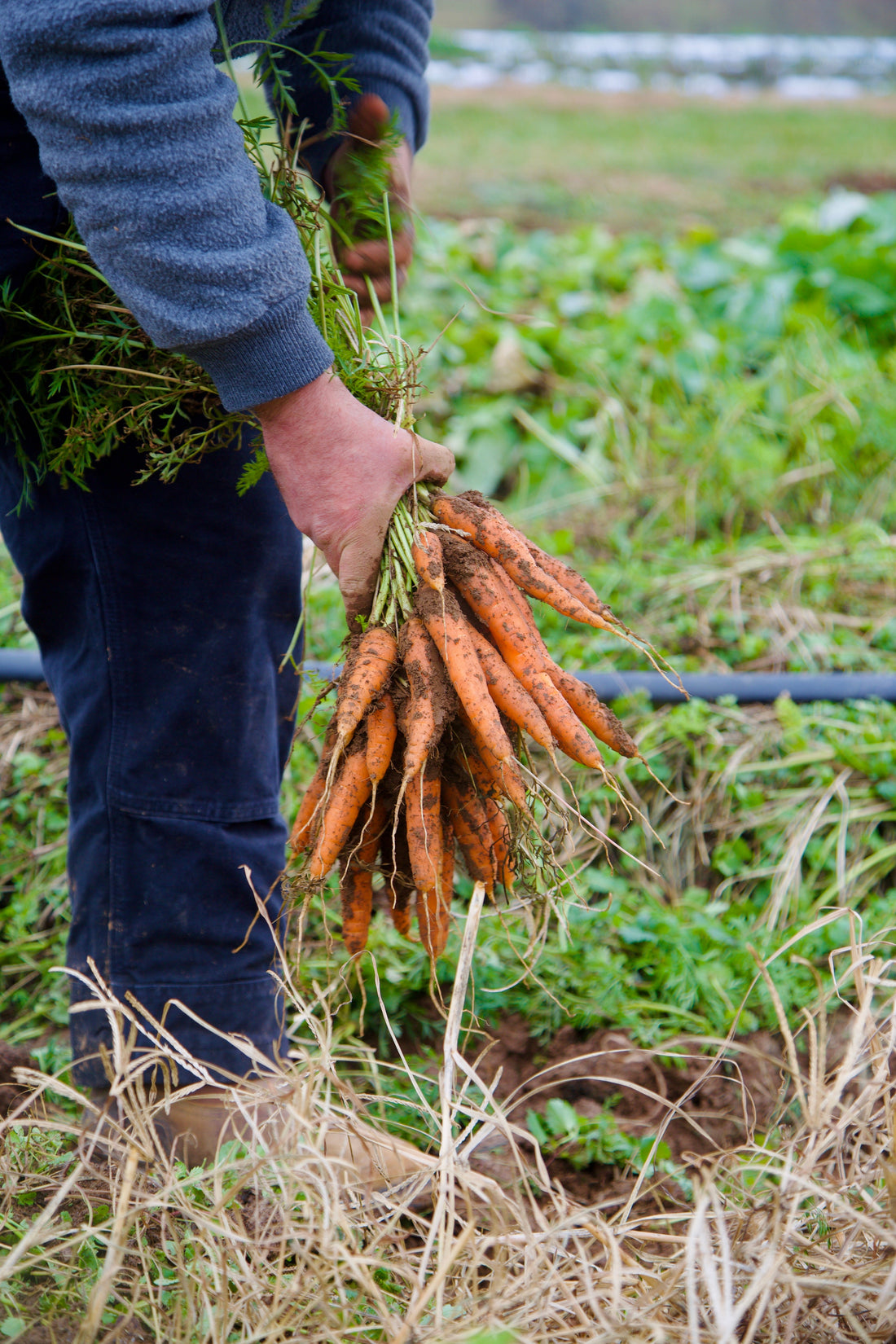 What’s Beneath Your Food: Why Soil Health Is the First Act of Medicine