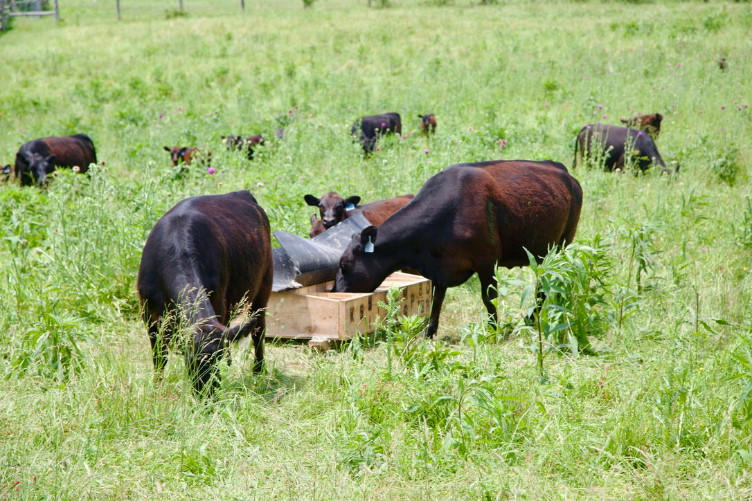 How Free-Choice Mineral Feeders Help Keep Our Livestock Healthier, Happier, and More Resilient