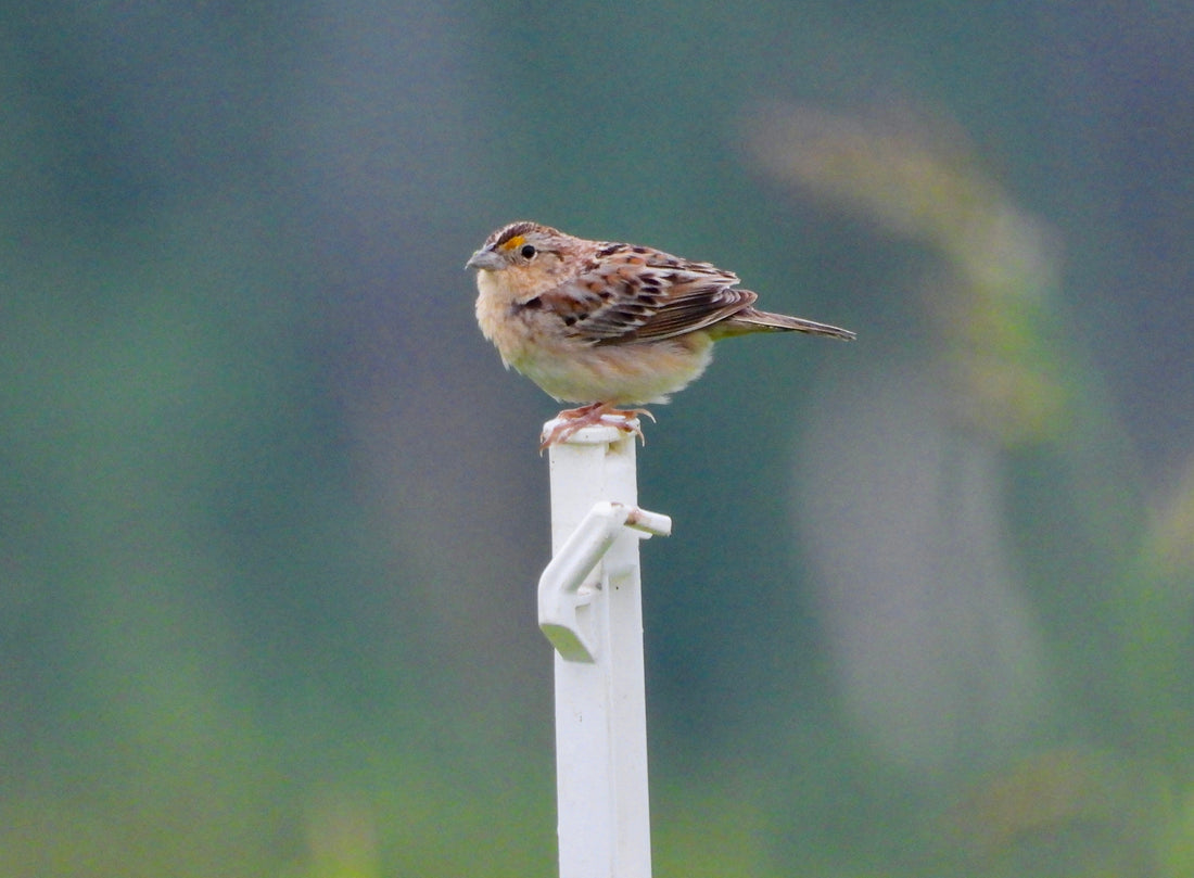 Grasshopper Sparrows and Bird Conservation on Working Lands in Middle Tennessee