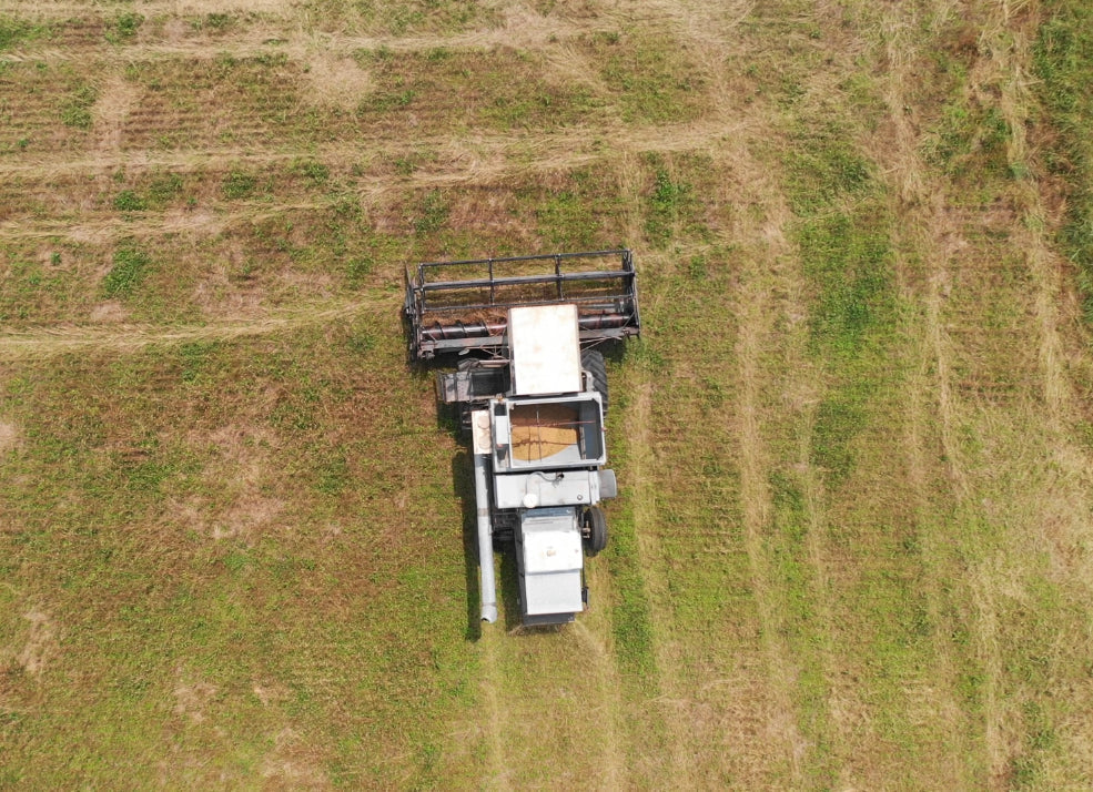 Reviving America's Grain Heritage: Building Resilient Food Systems Through Small Grains