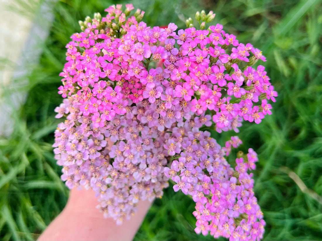 The Magic of Yarrow