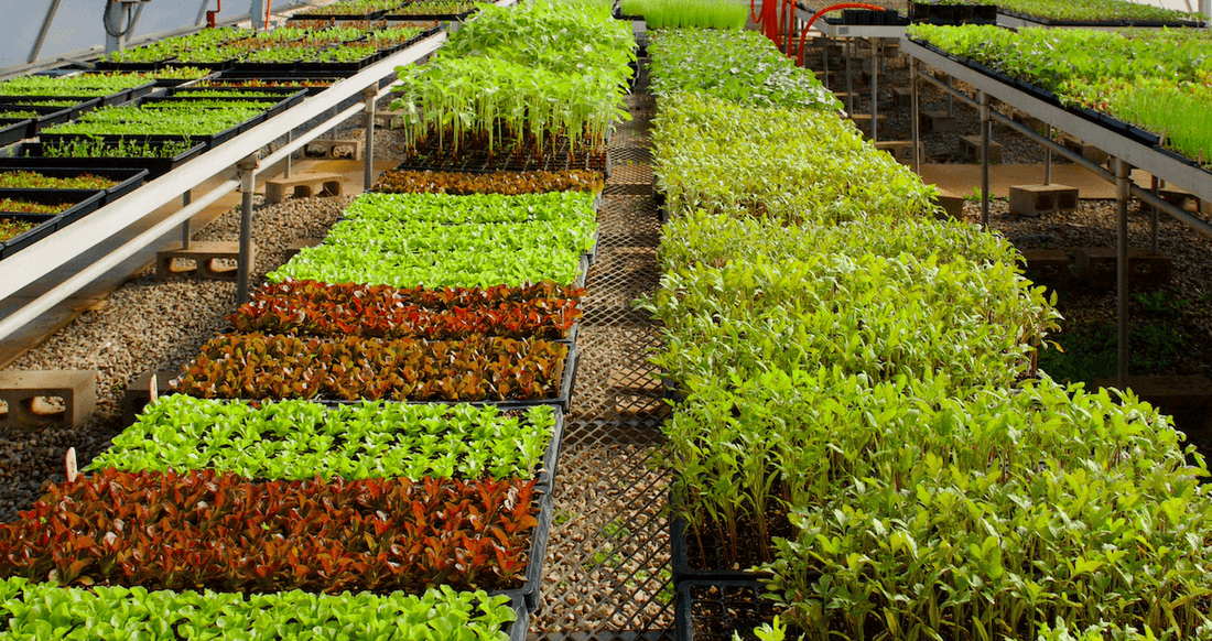 Planting the Future: Crop Planning with the Veggie Team at Caney Fork Farms - Caney Fork Farms