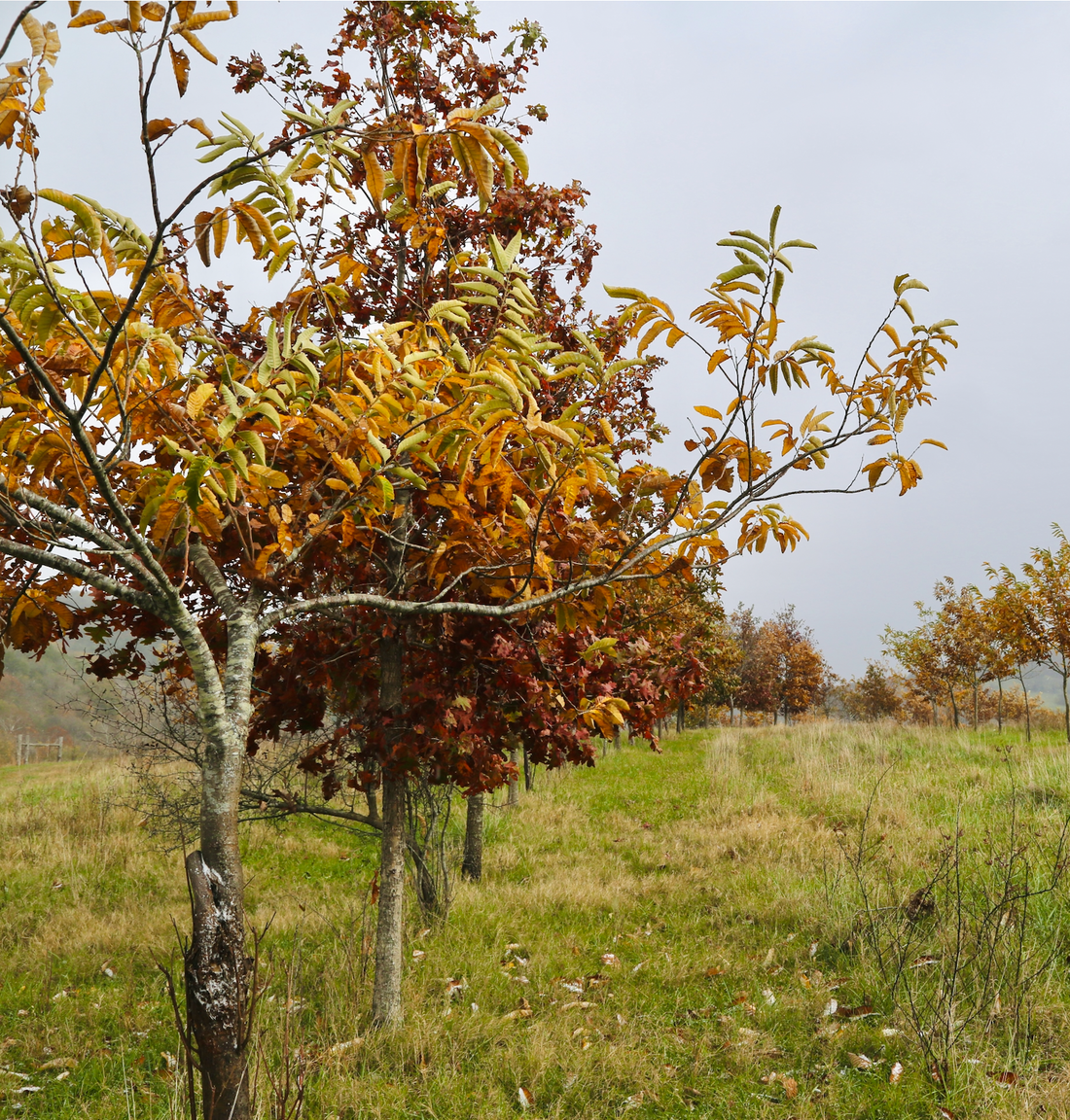 Indigenous Stewardship: The Original Chestnut Foresters