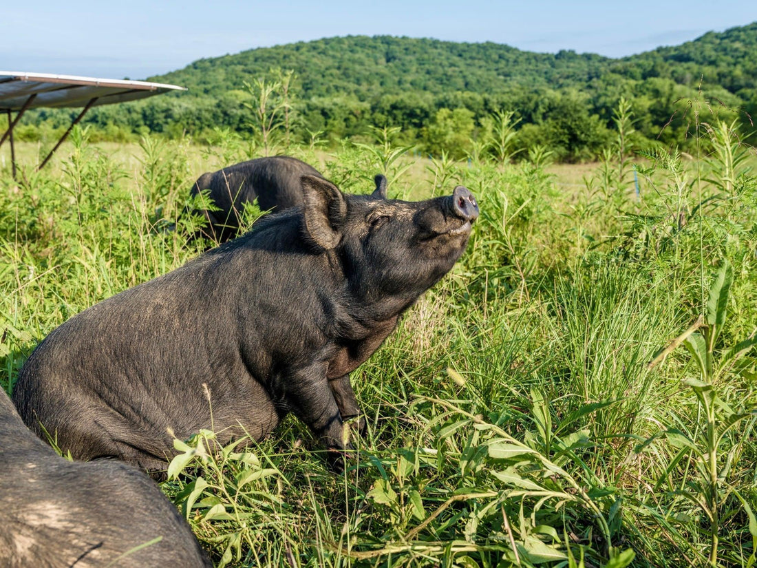 You Are What You Eat: The Health Benefits of Grass-Fed Beef and Pasture-Raised Pork - Caney Fork Farms