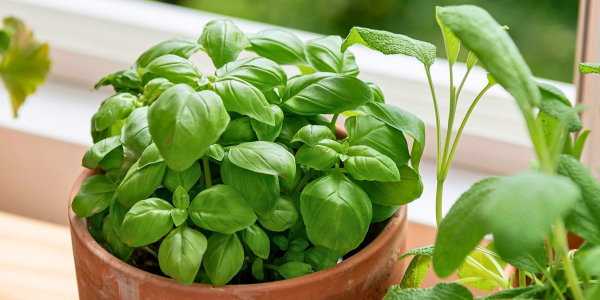 How to Care for a Potted Basil Plant (and Why We Tucked One in Your CSA)