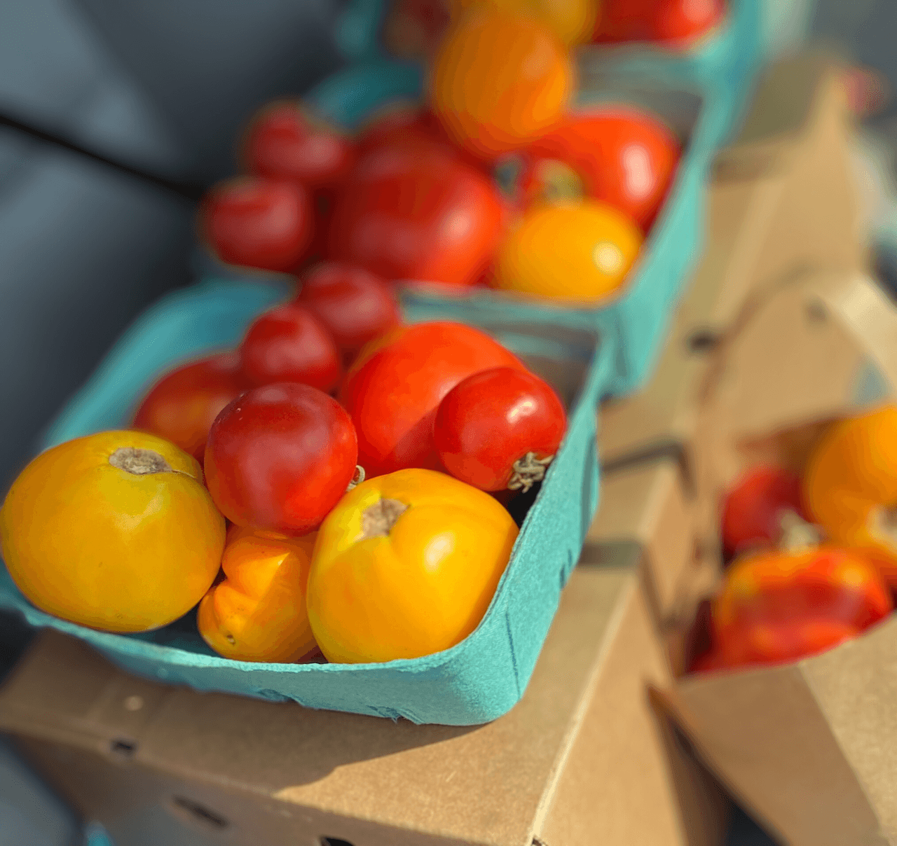 09A03661-391D-42D0-B1CC-7CA8785177E6 - Caney Fork Farms