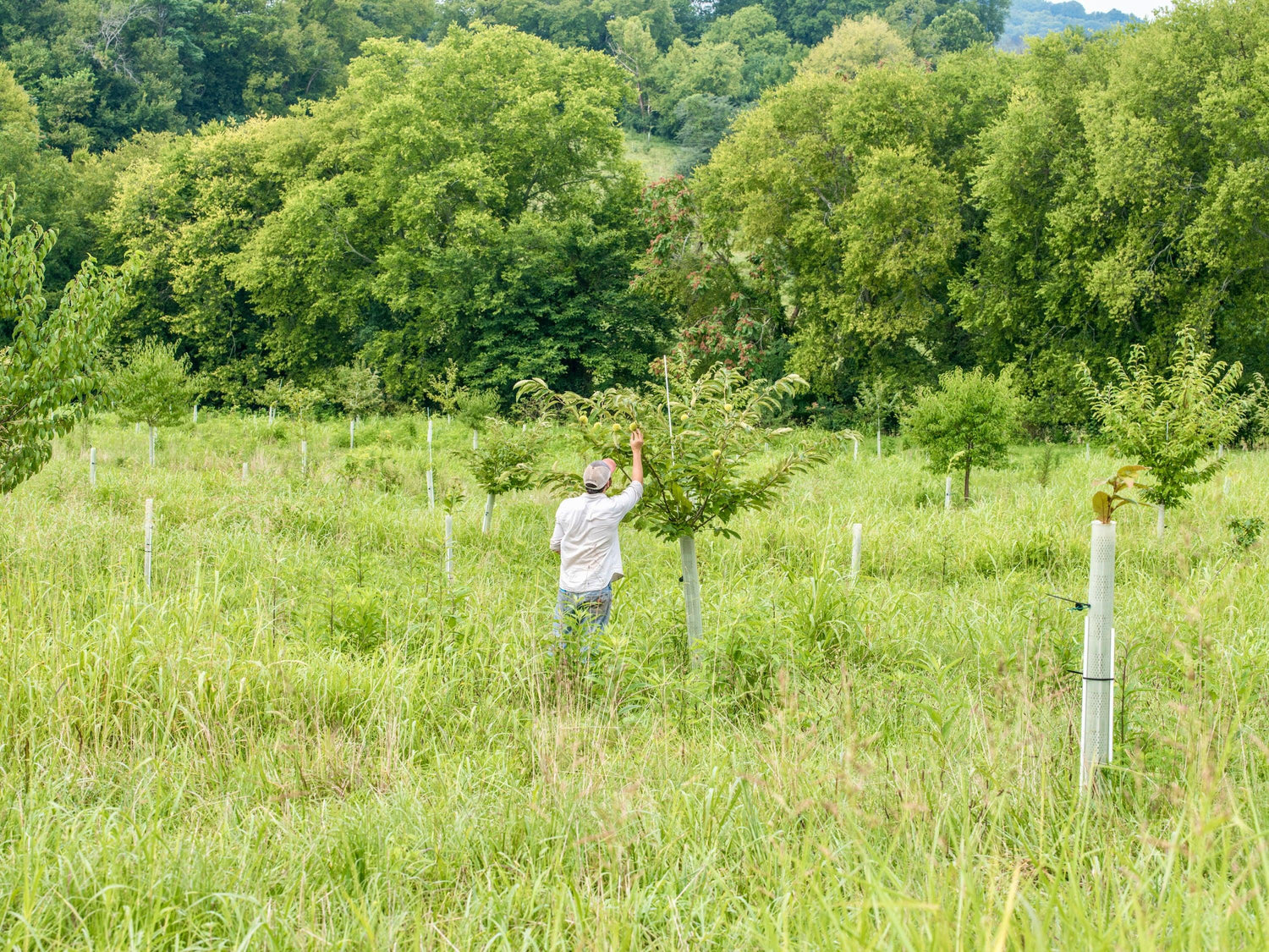 C6C8B6C2-5F3F-446F-A729-264E650CBE87_1_201_a - Caney Fork Farms