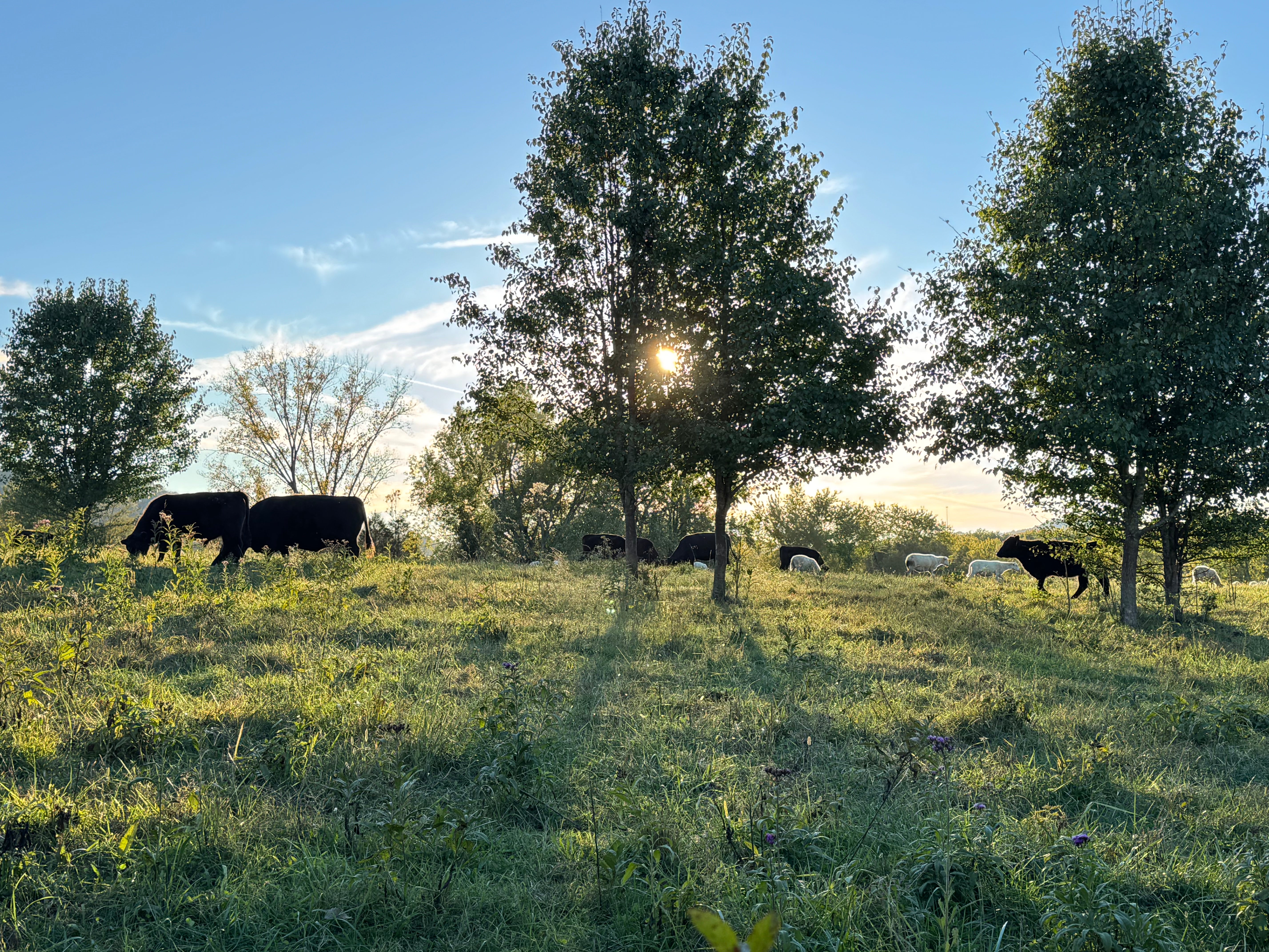 Regenerative Farming in Tennessee’s Heartland