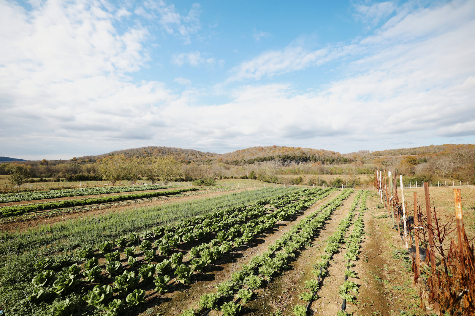 Caney Fork Farms photo 11