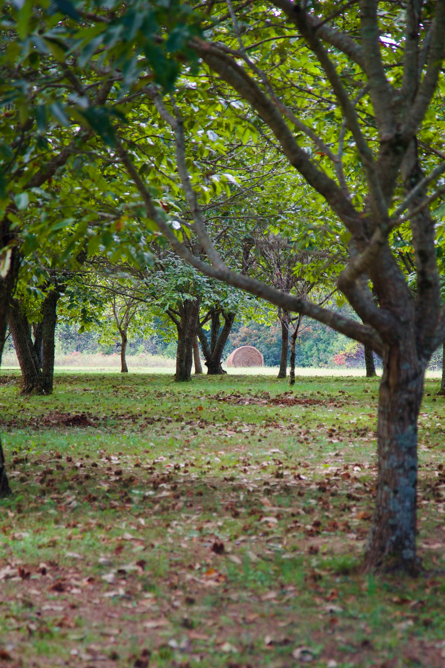 Fresh Organic Chestnuts