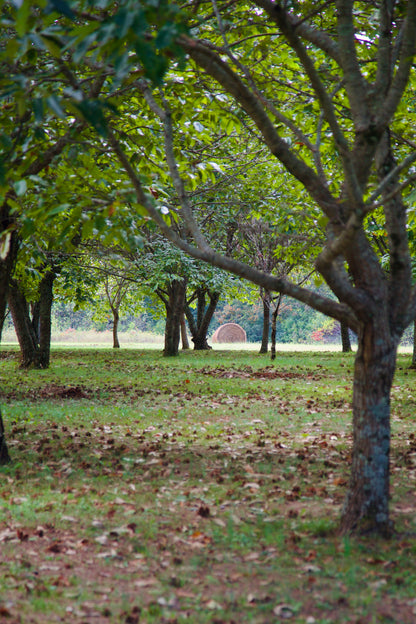 Fresh Organic Chestnuts