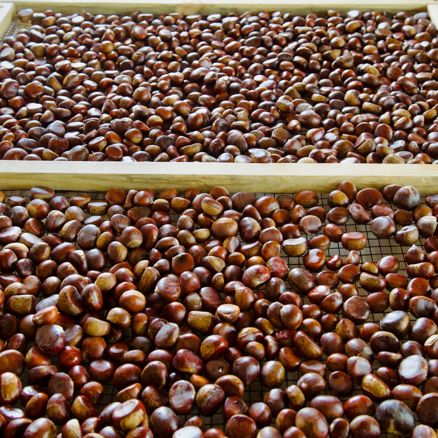Roasted chestnuts on a metal tray