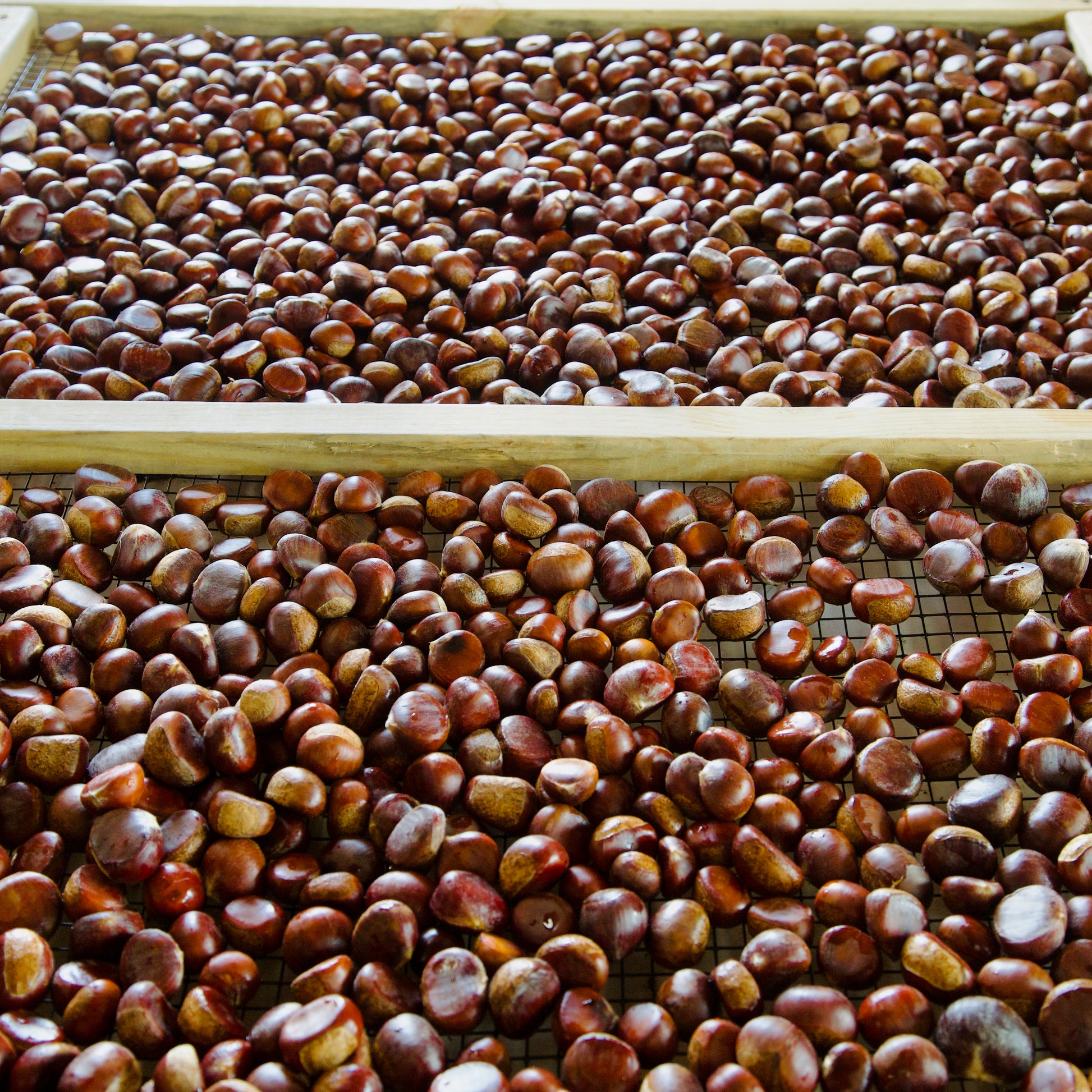 Roasted chestnuts on a metal tray