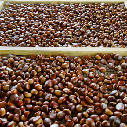 Roasted chestnuts on a metal tray