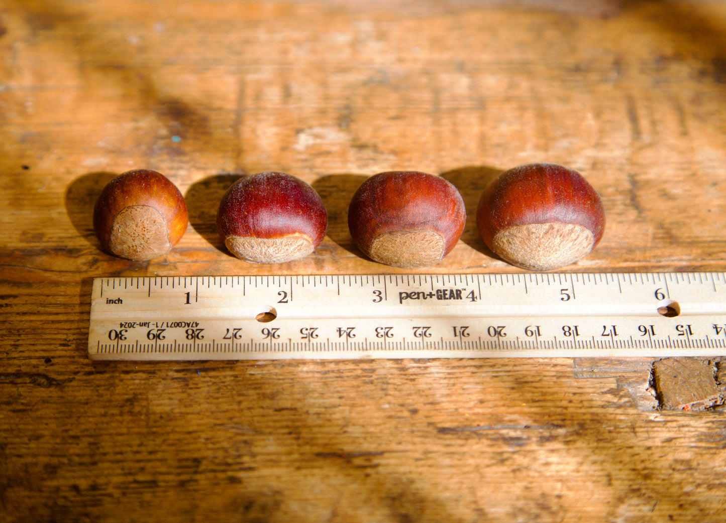 Four acorns lined up on a wooden surface with a ruler for scale.