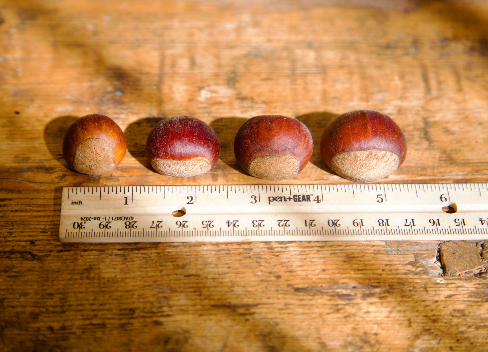 Four acorns lined up on a wooden surface with a ruler for scale.