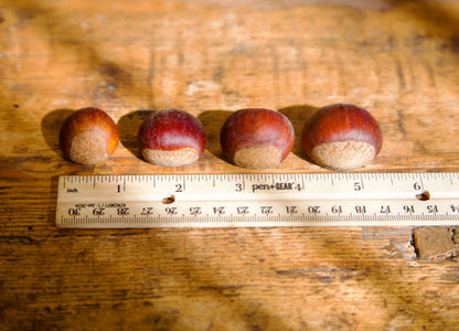 Four acorns lined up on a wooden surface with a ruler for scale.