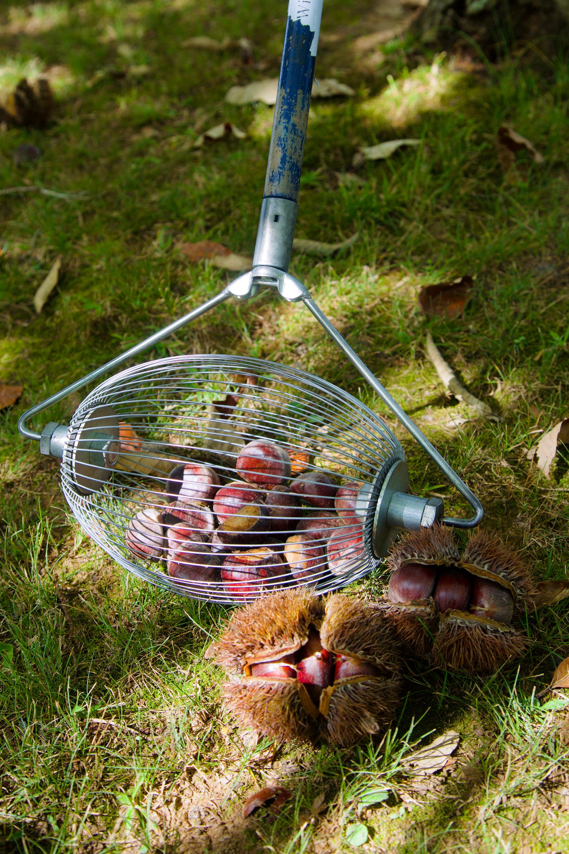 Metal garden rake with a basket full of chestnuts on grass