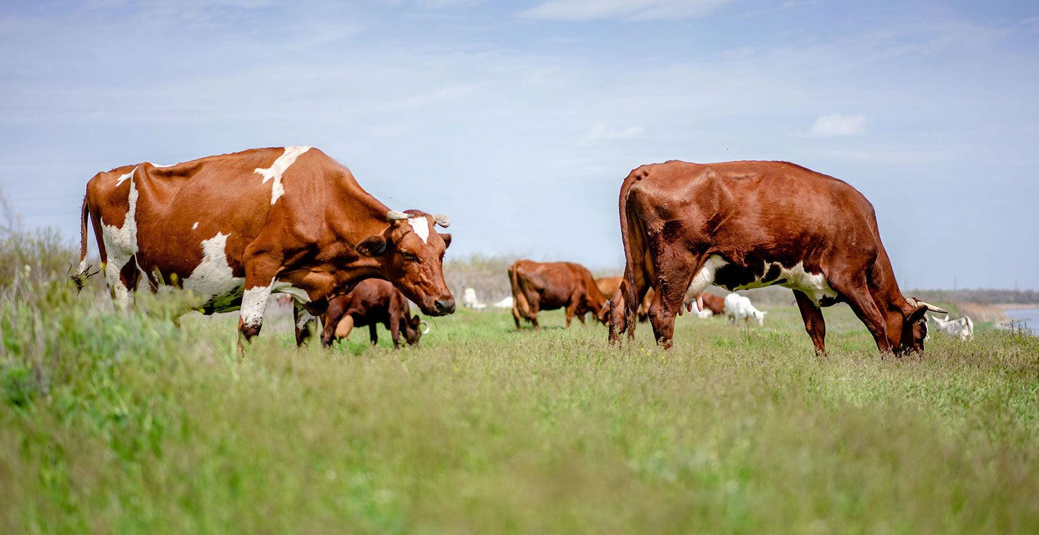 Planned Rotational Grazing